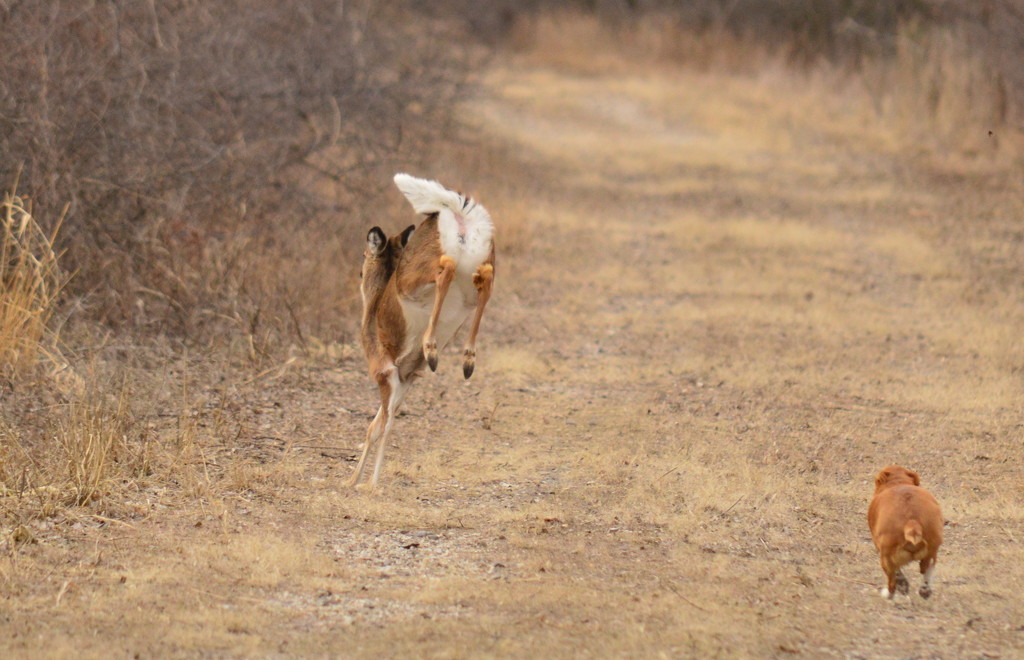 And the Chase is On! by kareenking