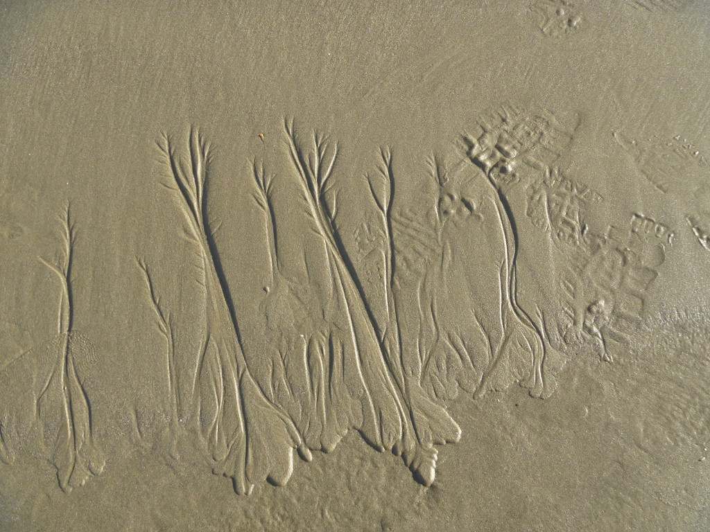 Seaweed by kyfto