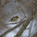 Goldfinch Waiting Its Turn  by skipt07