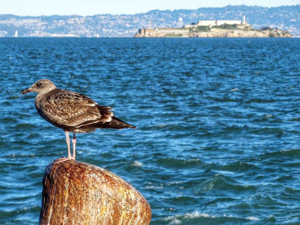 West Coast Gull by khawbecker