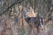 23rd Jan 2015 - Deer in the woods_9434