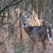 Deer in the woods_9434 by rontu