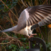 Pigeons wings by richardcreese