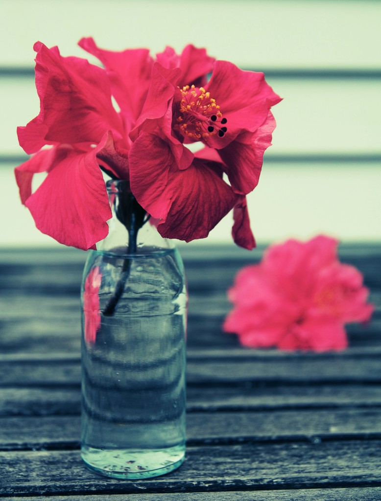 Hibiscus in vase by brigette