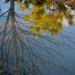 Tree reflection in rain puddle, Charles Towne Landing State Historic Site by congaree