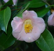 25th Jan 2015 - Camellia, Charles Towne Landing State Historic Site