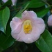 Camellia, Charles Towne Landing State Historic Site by congaree