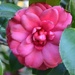 Camellia, Charles Towne Landing State Historic Site by congaree