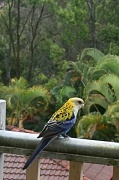 9th Oct 2010 - Pale-headed Rosella
