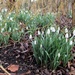 Snowdrops at Anglesey Abbey by foxes37