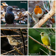 25th Jan 2015 - 25th January 2015 -  Big Garden Birdwatch 