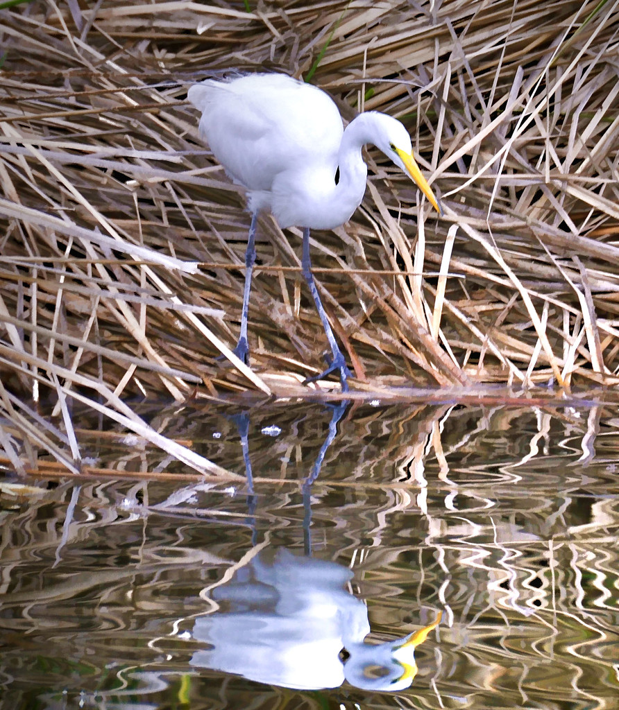 Egret's Mirror by joysfocus