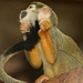 squirrel monkey by callymazoo