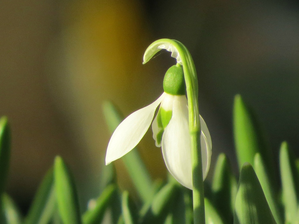 Little White Bloom by seattlite
