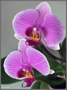 25th Jan 2015 - Purple Orchid-2