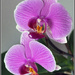 Purple Orchid-2 by pcoulson