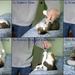 How to Play with a Cat... by herussell
