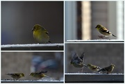 23rd Jan 2015 - Finches at the feeder