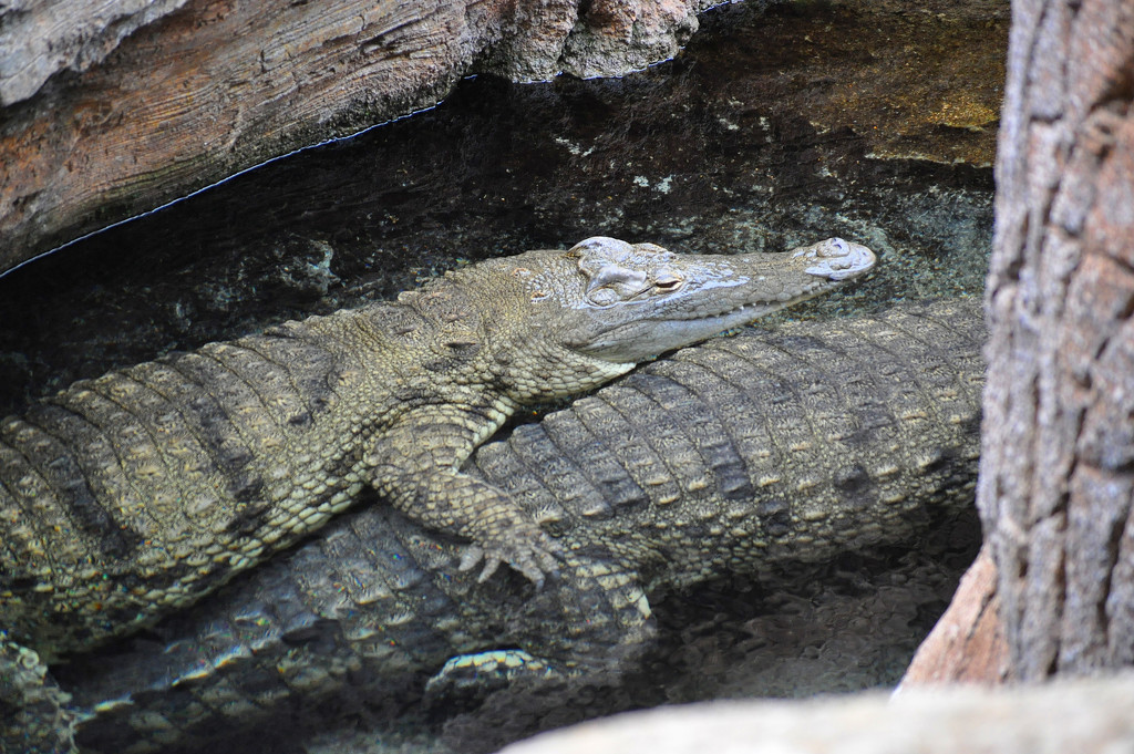 Crocodile love... by philbacon