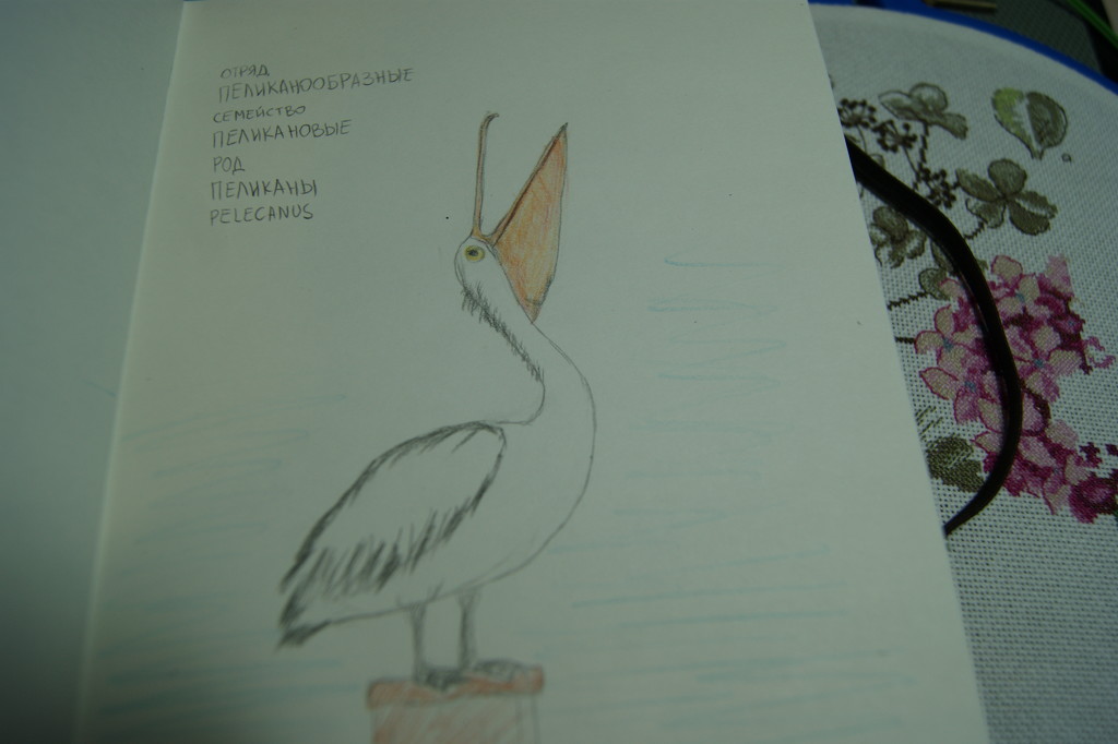 pelican by inspirare
