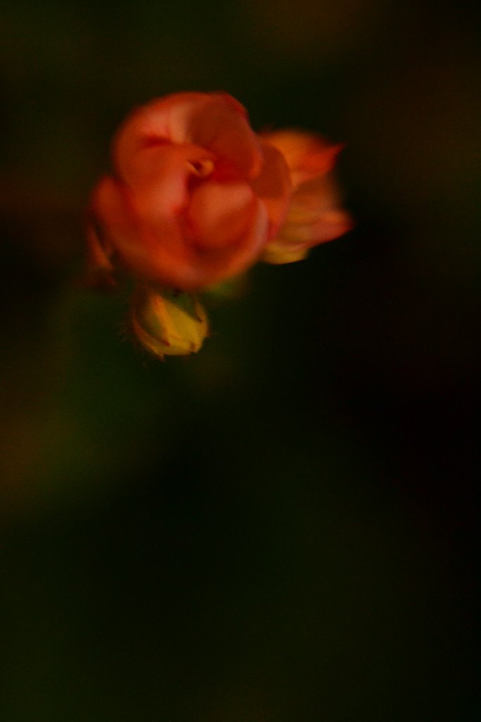 Flower - Lensbaby by ziggy77