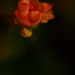 Flower - Lensbaby by ziggy77