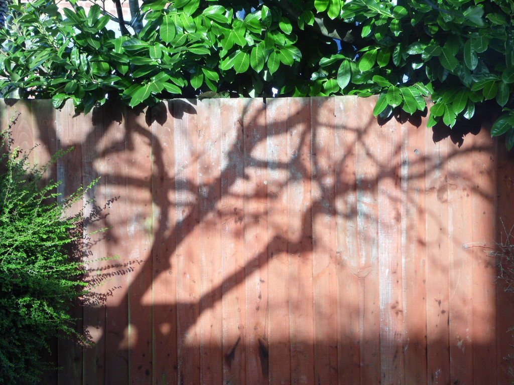 Shadow branches by dragey74