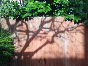 25th Jan 2015 - Shadow branches