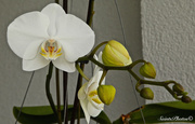 25th Jan 2015 - White Orchid