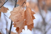 25th Jan 2015 - the oak leaves...