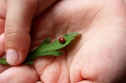 29th Sep 2010 - ladybug