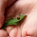 ladybug by corymbia