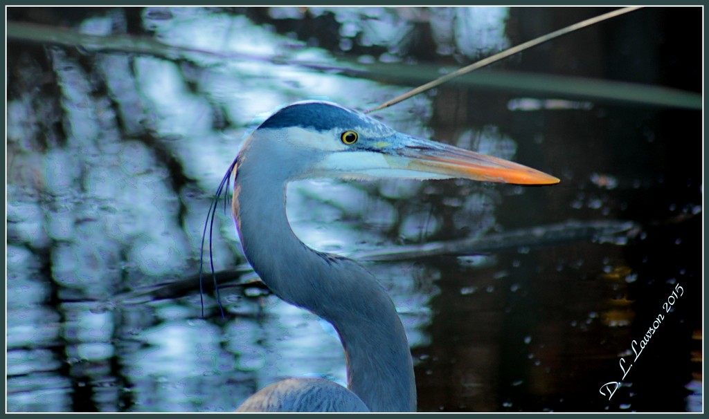 Great Blue Heron by flygirl