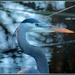 Great Blue Heron by flygirl