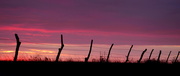 25th Jan 2015 - Fence on Pink