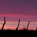 Fence on Pink by kareenking