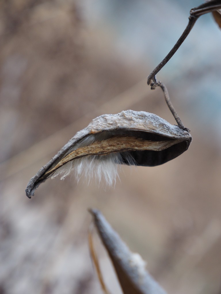 Bearded Milkweed by selkie