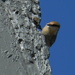 Closeup of Bird Pecking Chimney by sfeldphotos