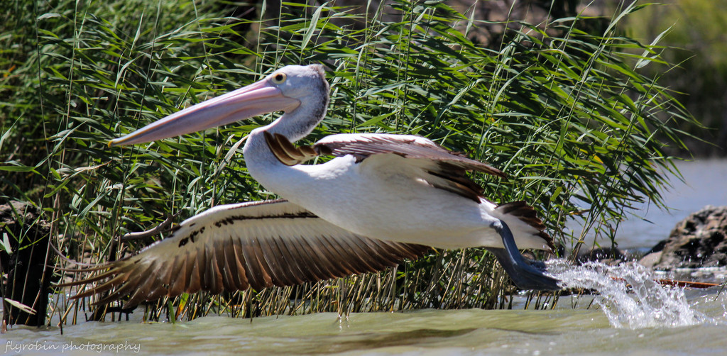 Pelican take off by flyrobin