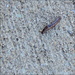 Slug Bug! by homeschoolmom