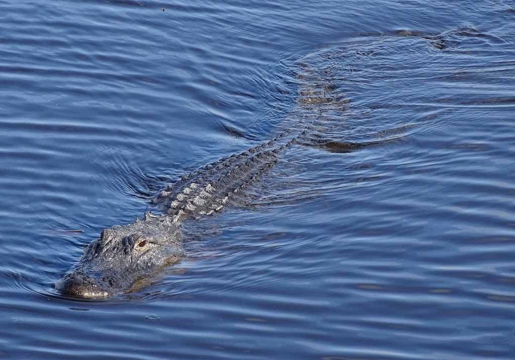 Alligator in the river by annepann