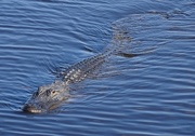 26th Jan 2015 - Alligator in the river