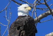 24th Jan 2015 - Perched Bald Eagle