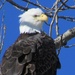Perched Bald Eagle by randy23