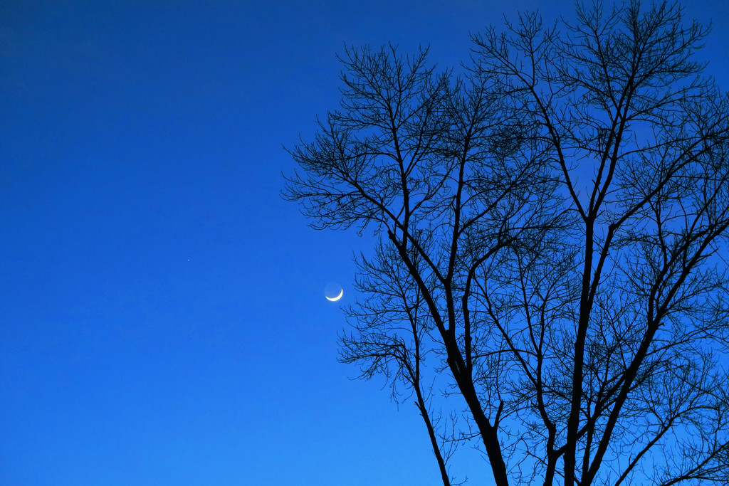 Moon Sliver with a Tree by april16