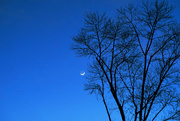 23rd Jan 2015 - Moon Sliver with a Tree