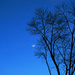 Moon Sliver with a Tree by april16