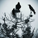 3 in 20 Blackbirds... by elatedpixie