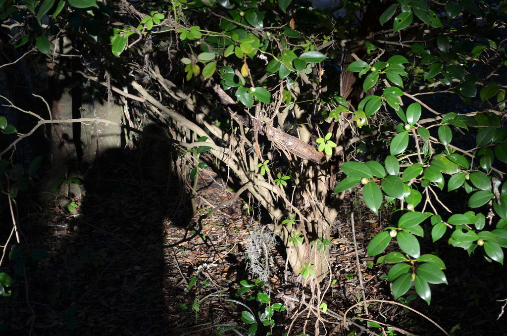 My shadow and evergreens in sunlight, Charles Towne Landing State HIstoric Site, Charleston, SC by congaree