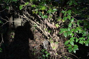 26th Jan 2015 - My shadow and evergreens in sunlight, Charles Towne Landing State HIstoric Site, Charleston, SC
